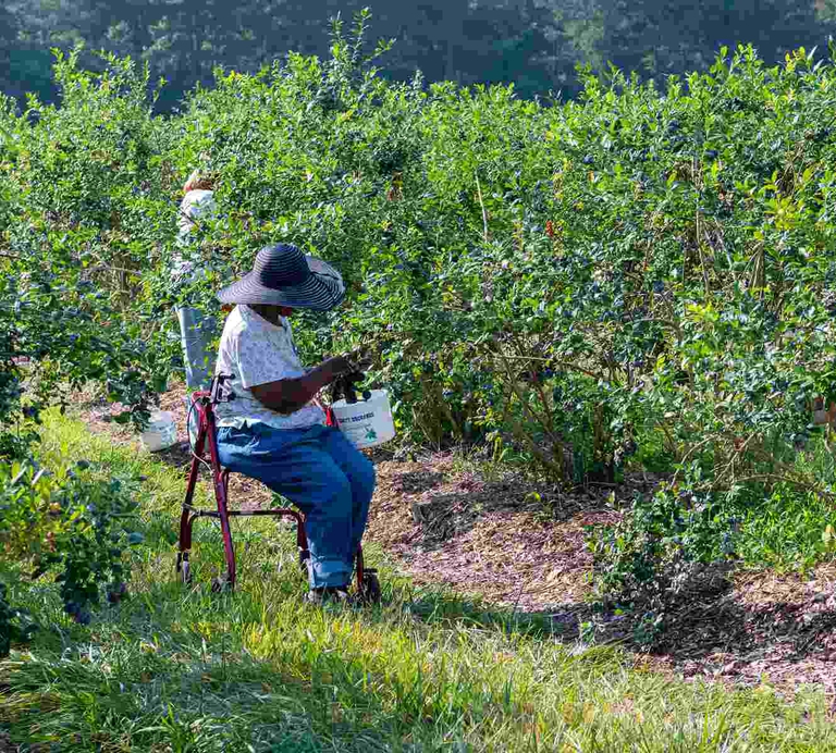 A pick your own guest enjoying the peaceful tranquility of our orchards. 